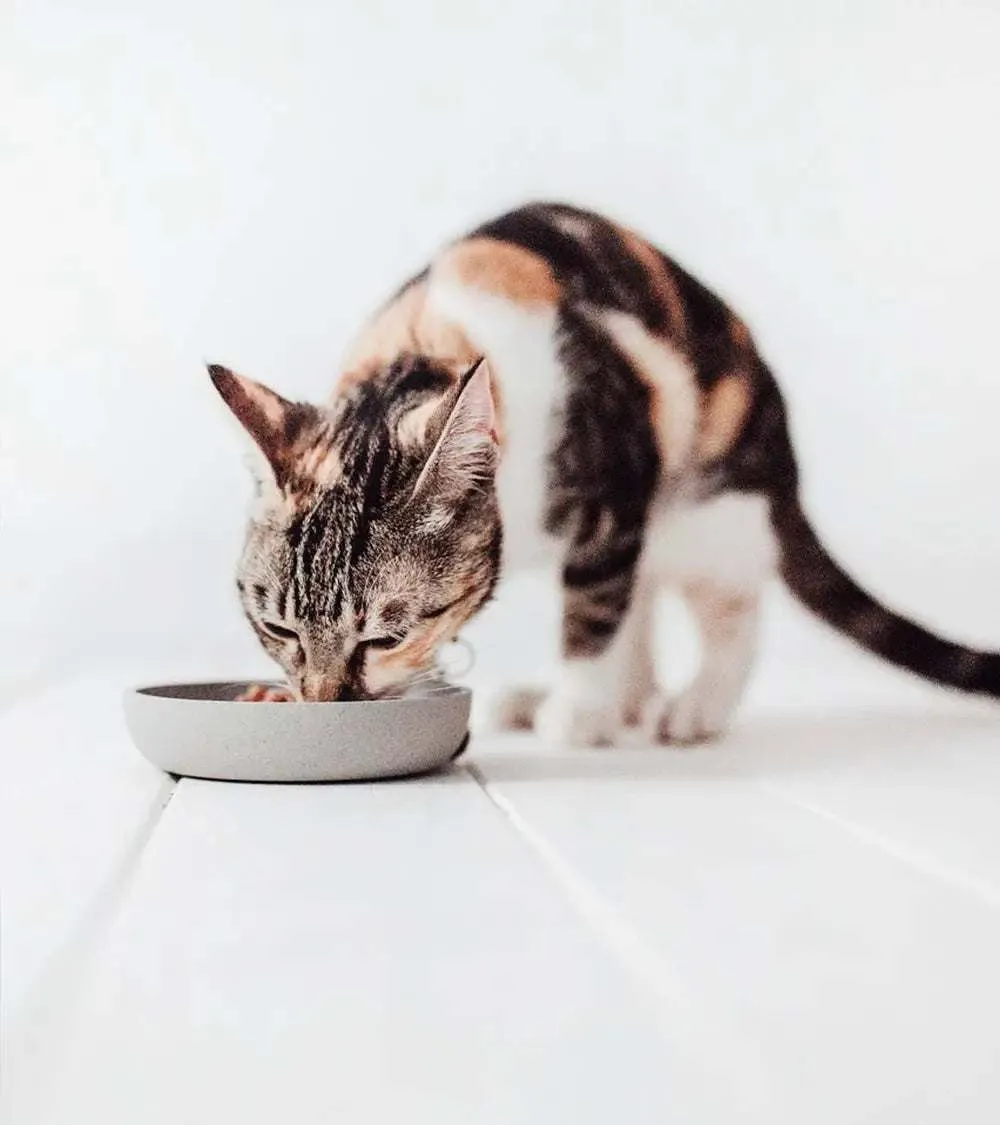 Bamboo Stylish Cat Bowl