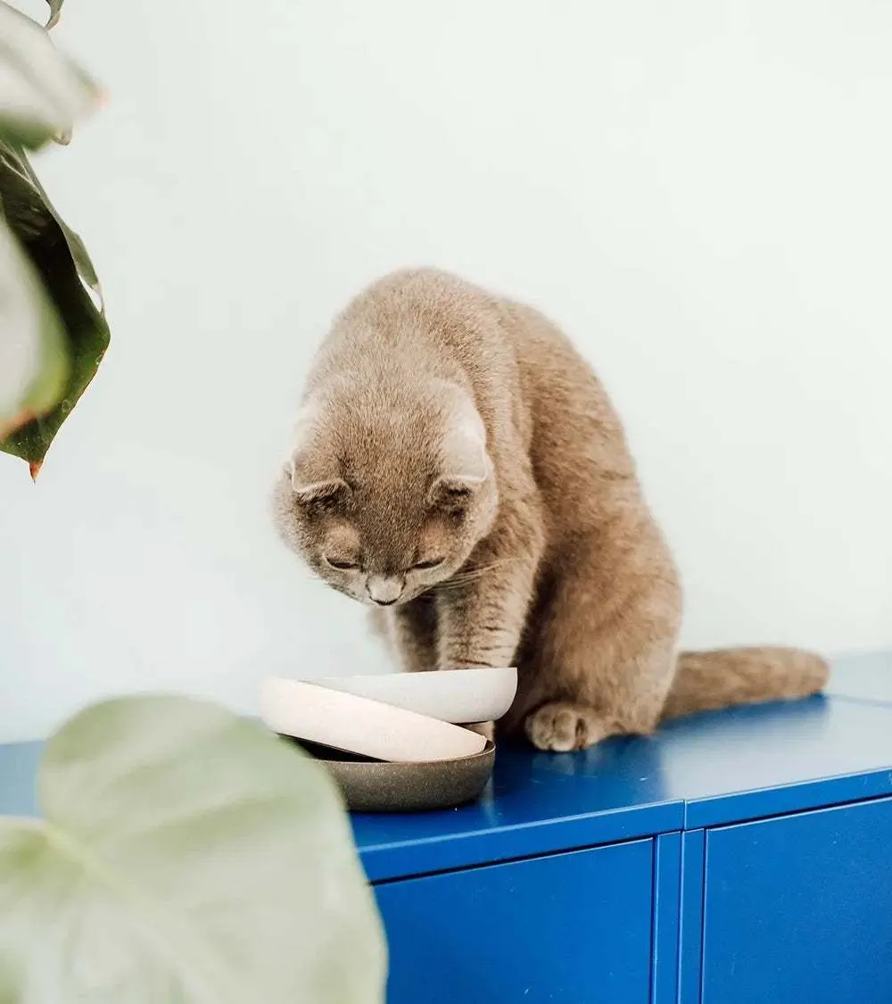 Bamboo Stylish Cat Bowl